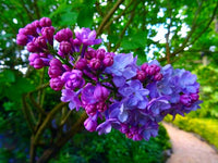Lila Mescal Blumensamen zur Aussaat – kompakt Wuchs – Traditionssorte & ohne Gentechnik Samen Hausgarten