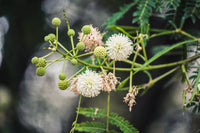 River tamarind blume samen for anpflanzung seasonal bloomer heirloom & gmo free samen for home garten 
 
 sale for anpflanzung in home garten