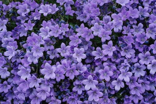 hell Lila Mini Violett Blumensamen zur Aussaat ideal Rabatten Traditionssorte & ohne Gentechnik Samen Hausgarten