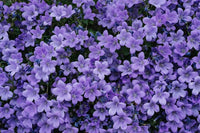 hell Lila Mini Violett Blumensamen zur Aussaat ideal Rabatten Traditionssorte & ohne Gentechnik Samen Hausgarten