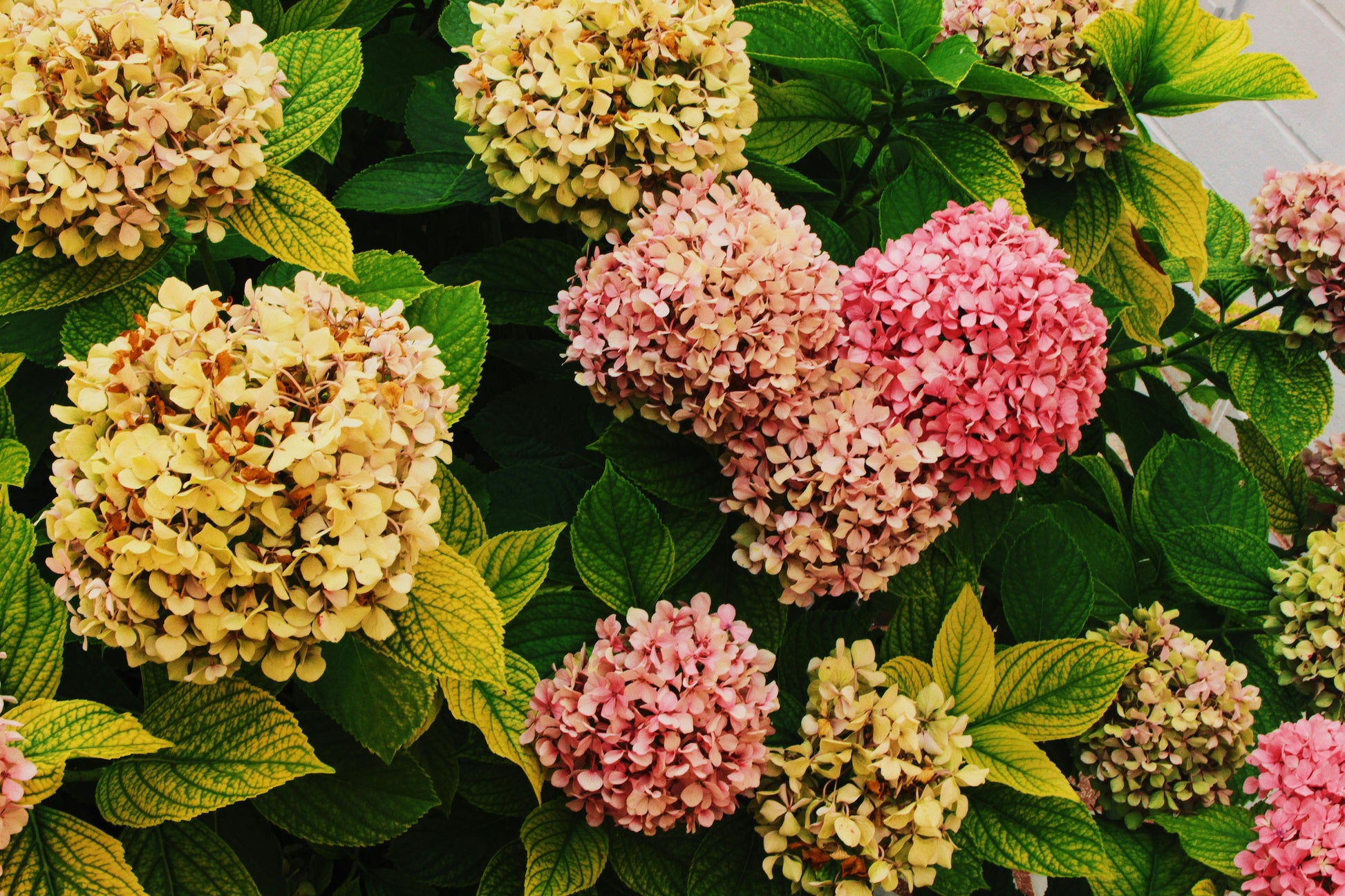 Thick Gelb Hortensie Blumensamen zur Aussaat hochwertige Qualitäts- Traditionssorte & ohne Gentechnik Samen Hausgarten