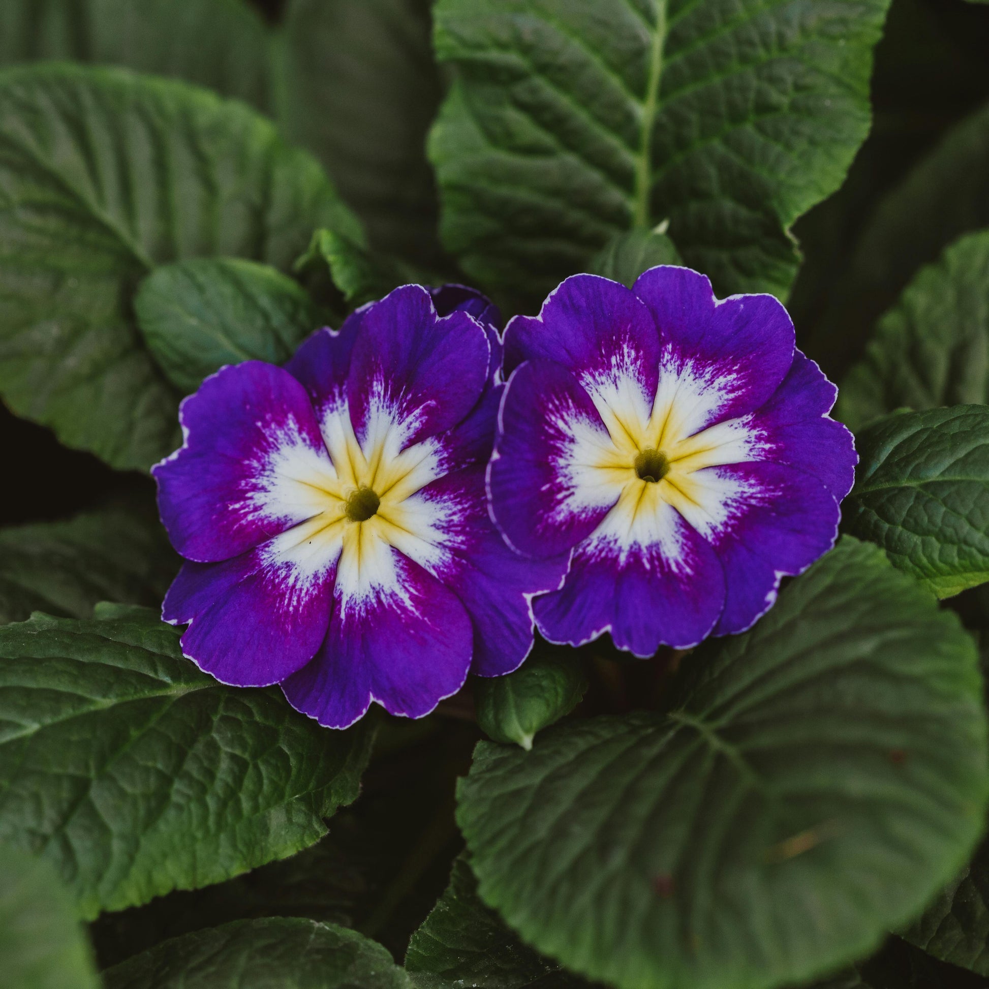 Primel Acaulis Blumensamen zur Aussaat leuchtend Traditionssorte & ohne Gentechnik Samen Hausgarten