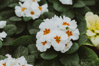 Weiß Schlüsselblume Blumensamen zur Aussaat – leuchtend – Traditionssorte & ohne Gentechnik Samen Hausgarten