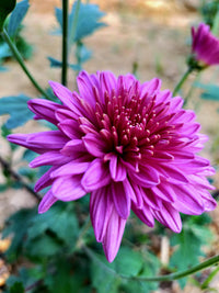 Lila Blau Chrysantheme Blumensamen zur Aussaat – kompakt Wuchs – Traditionssorte & ohne Gentechnik Samen Hausgarten