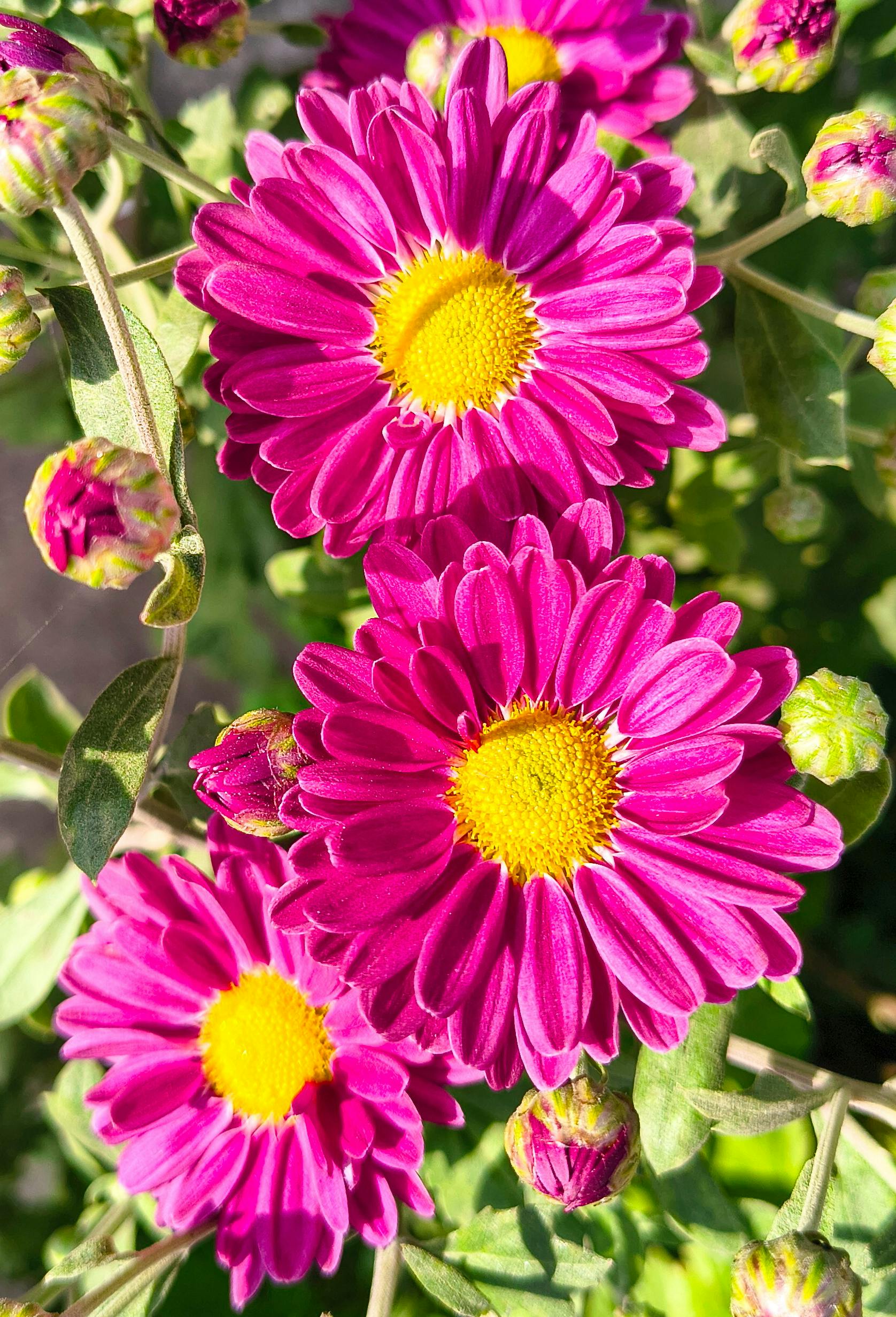 Rosa Spoon Mum Blumensamen zur Aussaat – farbenfroh Schau – Traditionssorte & ohne Gentechnik Samen Hausgarten