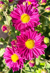 Rosa Spoon Mum Blumensamen zur Aussaat – farbenfroh Schau – Traditionssorte & ohne Gentechnik Samen Hausgarten