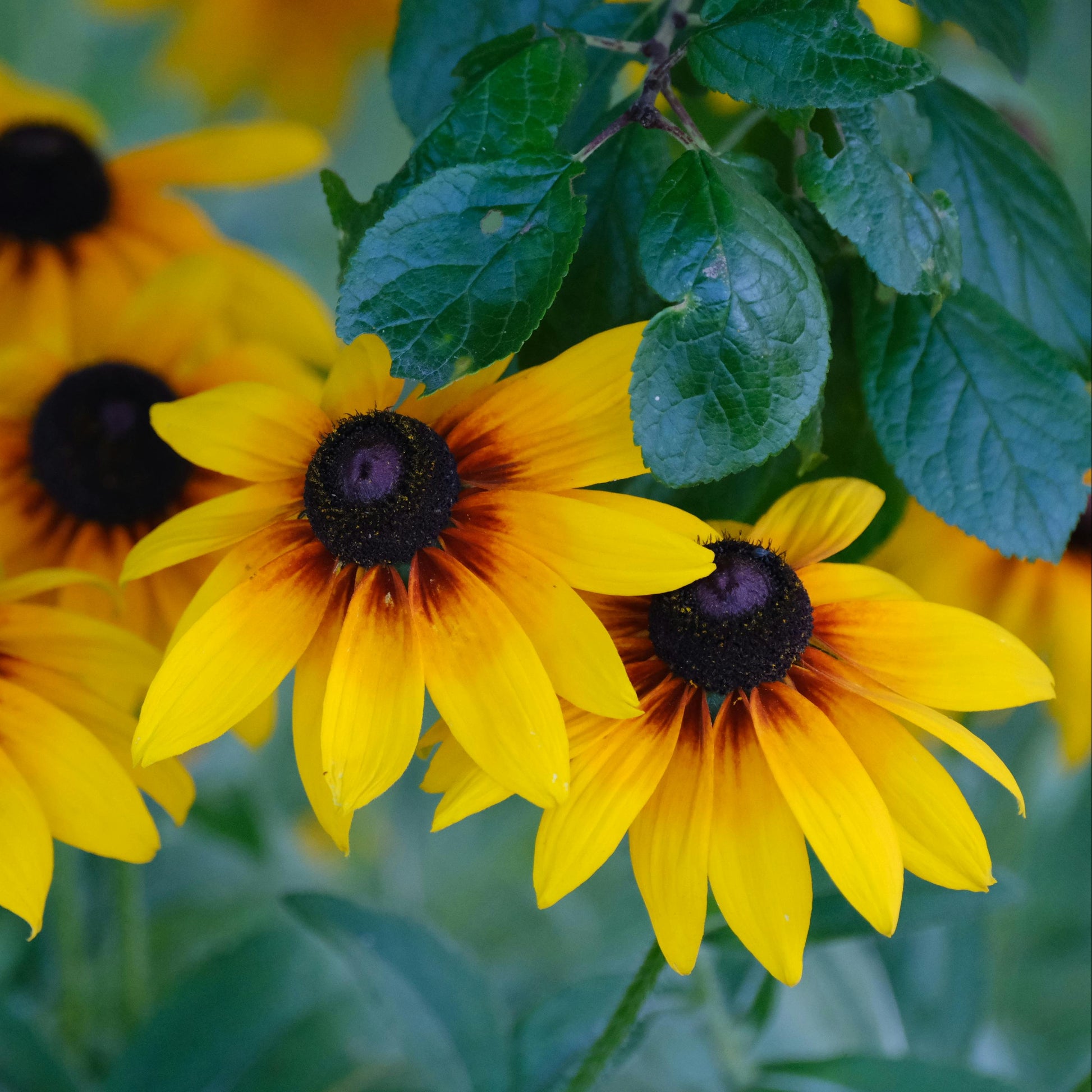Gelb Schwarz-Eyed Susan Samen zur Aussaat – leuchtend Garten Blüten