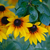 Gelb Schwarz-Eyed Susan Samen zur Aussaat – leuchtend Garten Blüten