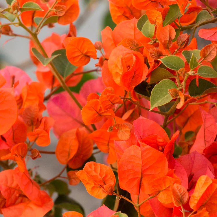 Orange Drillingsblume Blumensamen zur Aussaat – leuchtend Blüten für Ihren Garten