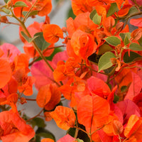 Orange Drillingsblume Blumensamen zur Aussaat – leuchtend Blüten für Ihren Garten
