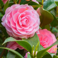 Elegant camellia blume samen for anpflanzung: rosa & weiß blooms soothing displays