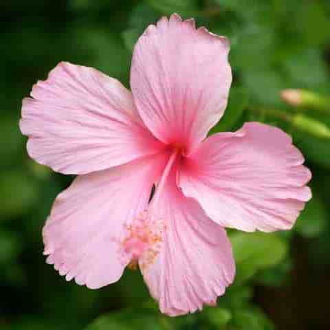 zart Rosa Hibiskus Blumensamen zur Aussaat Bestäuber freundlich Traditionssorte & ohne Gentechnik Samen Hausgarten