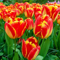 Tulpe Bulbs Blumensamen zur Aussaat Anzucht Traditionssorte & ohne Gentechnik Samen Hausgarten
