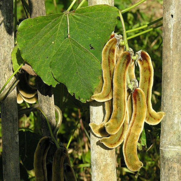 Mucuna Gemüse Samen zum Pflanzen