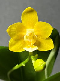 Gelb duftend Blumensamen Aussaat Leitfaden
