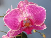 Schmetterling Orchidee Blumensamen zur Aussaat – Schnitt Blume beliebt – Traditionssorte & ohne Gentechnik Samen Hausgarten
