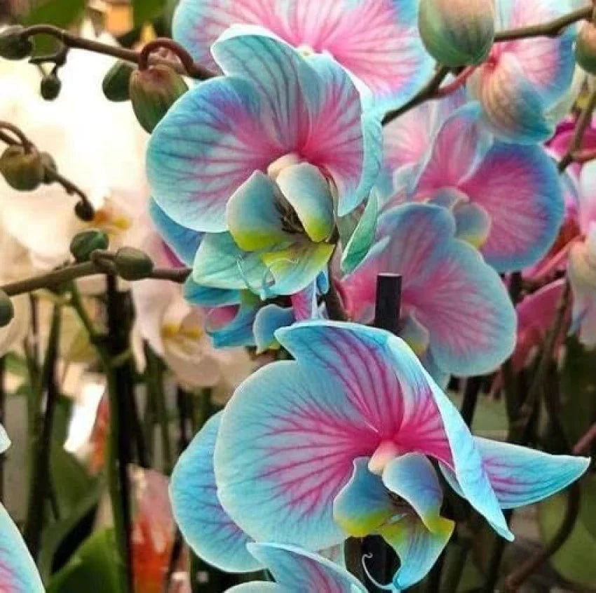Phalaenopsis blau rosa orchid blumen