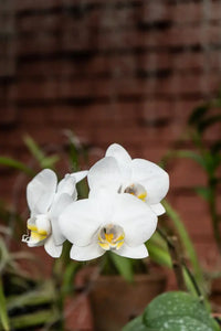 Weiß Schmetterlingsorchidee Orchidee Blumensamen zur Aussaat duftend Blüten Traditionssorte & ohne Gentechnik Samen Hausgarten