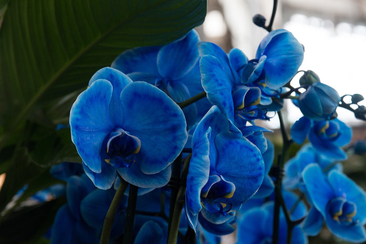 Phalaenopsis orchid anpflanzung and growth guide