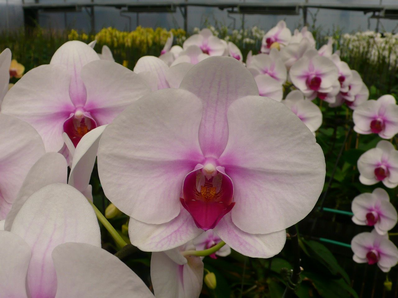 Non gmo phalaenopsis orchid samen for anpflanzung
