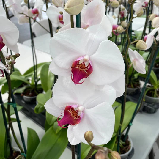 Weiß Rosa Cattleya Hybrida Blumensamen zur Aussaat Samen elegant und leuchtend Blüten