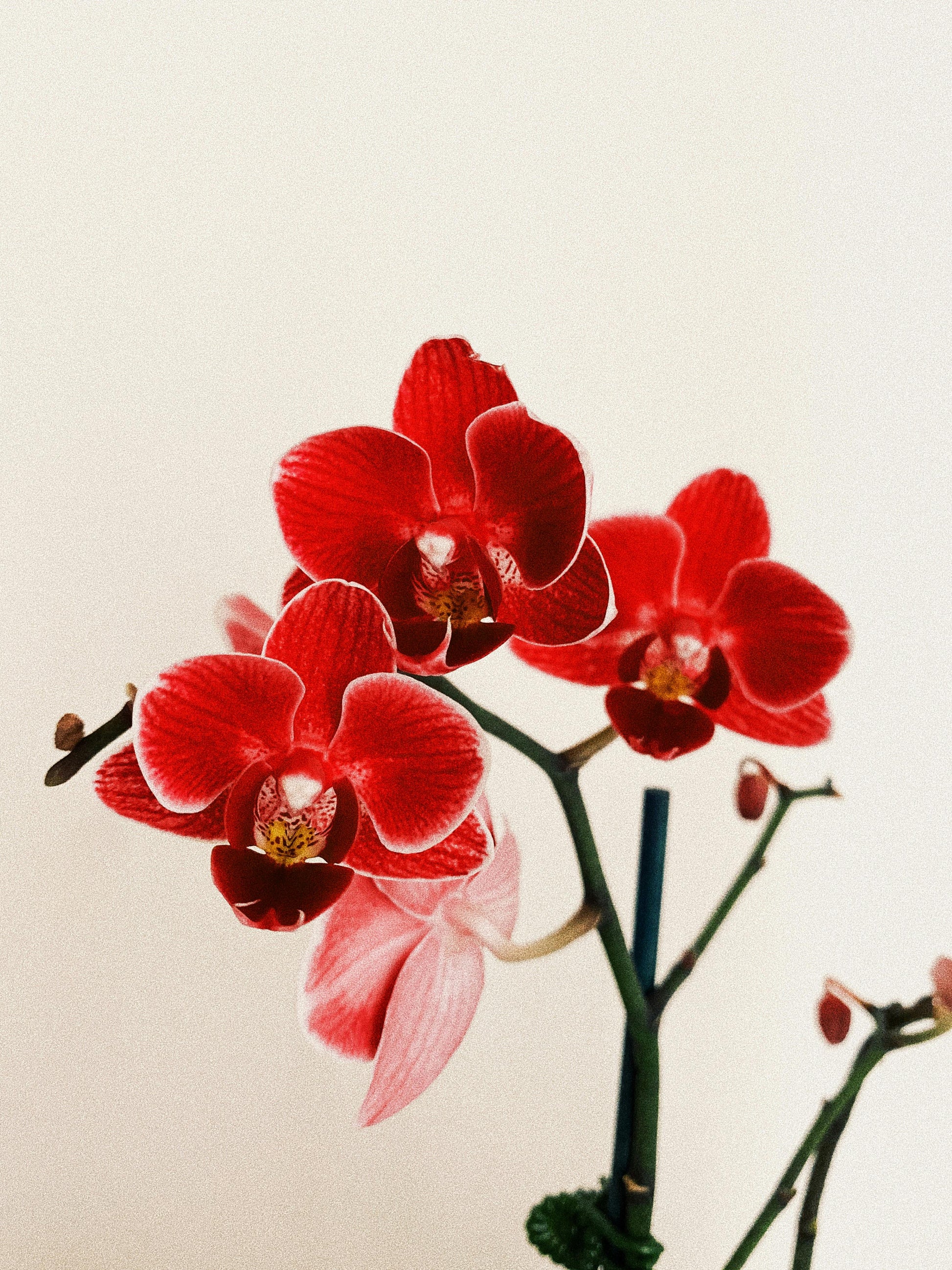 Phalaenopsis rot butterfly orchid – non-gmo blume samen