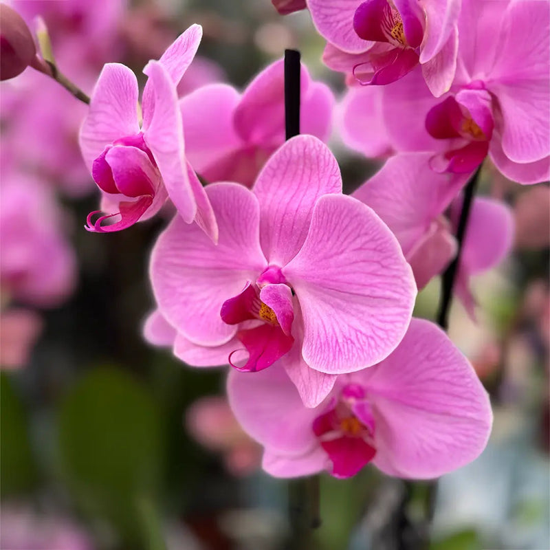 Phalaenopsis orchid blume samen for anpflanzung - premium quality, heirloom & gmo free samen for home garten
 
 sale samen for home garten
