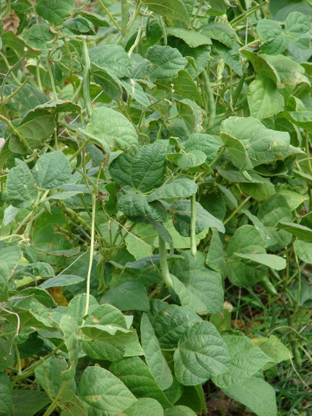 Bean Phaseolus spp Gemüse Samen zum Pflanzen in Garden and Gemüse Patch