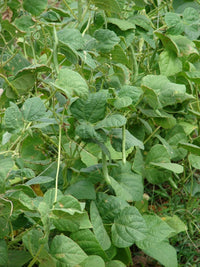 Bean Phaseolus spp Gemüse Samen zum Pflanzen in Garden and Gemüse Patch