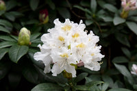 Rhododendron Blumensamen zur Aussaat – farbenfroh Schau – Traditionssorte & ohne Gentechnik Samen Hausgarten