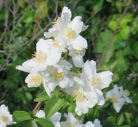 Traditionssorte Philadelphus Lewisii Blumensamen zur Aussaat Anzucht Traditionssorte & ohne Gentechnik Samen Hausgarten