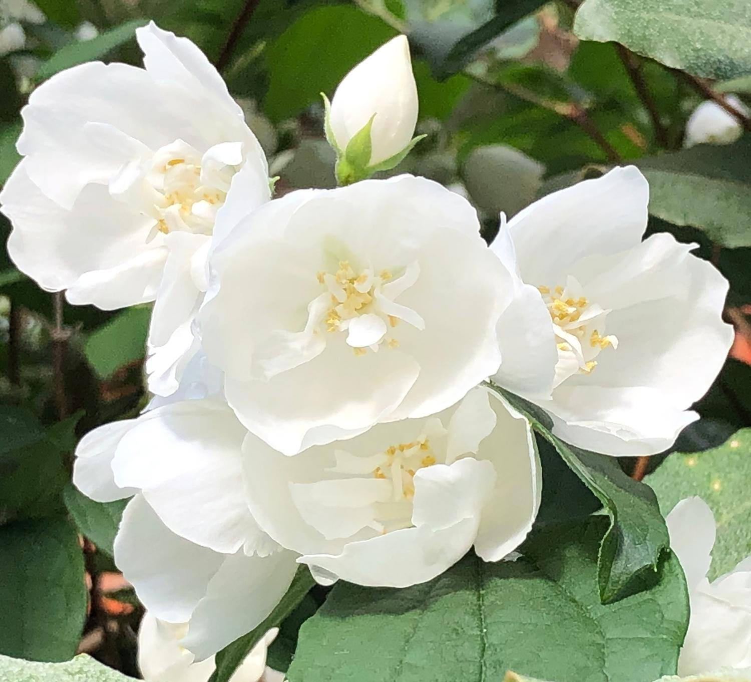 Weiß Philadelphus Blumensamen zur Aussaat – robust Sorte – Traditionssorte & ohne Gentechnik Samen Hausgarten