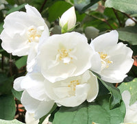 Weiß Philadelphus Blumensamen zur Aussaat – robust Sorte – Traditionssorte & ohne Gentechnik Samen Hausgarten