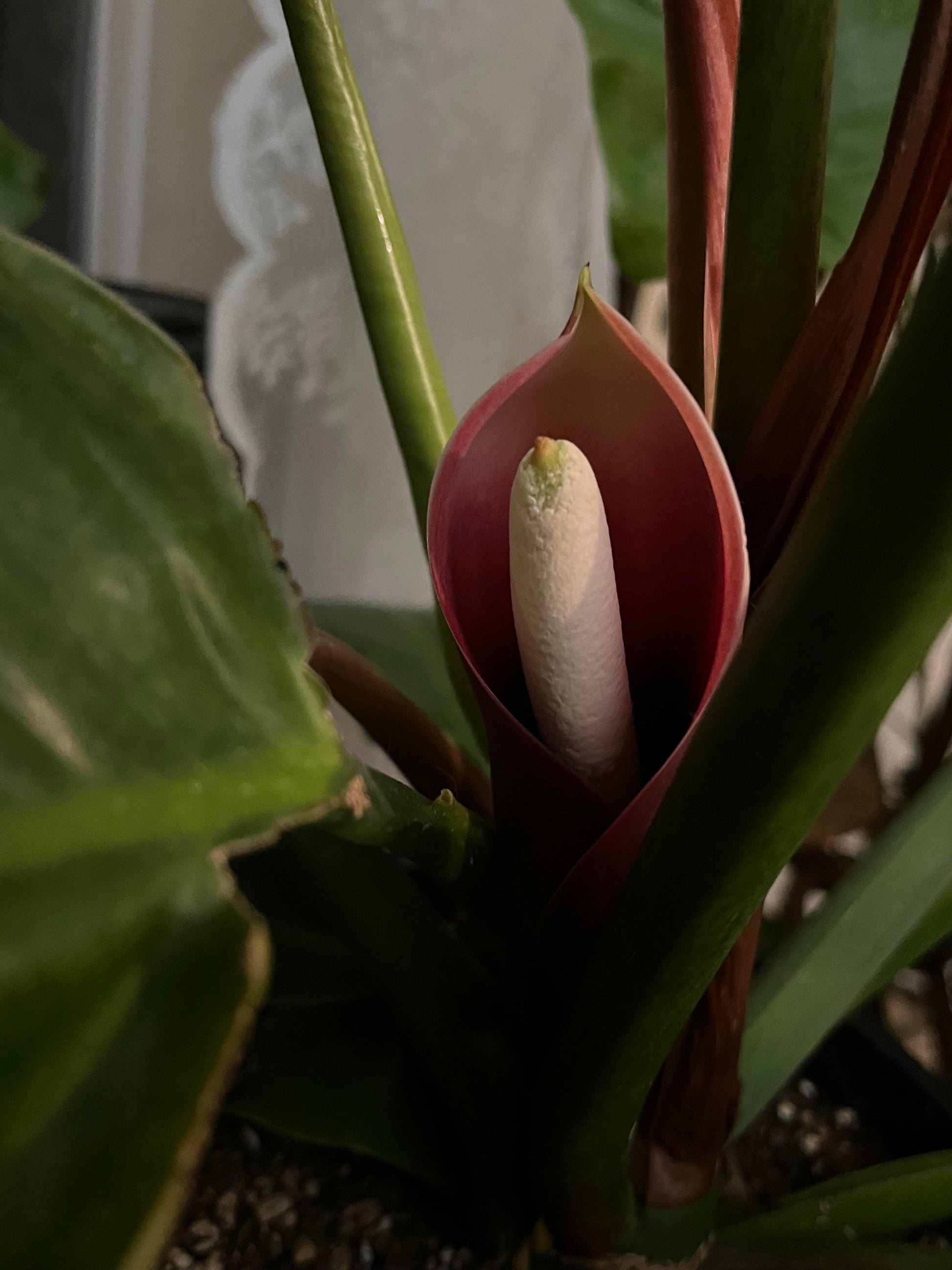 Grün Philodendron Erubescens Blumensamen zur Aussaat – ideal Rabatten – Traditionssorte & ohne Gentechnik Samen Hausgarten