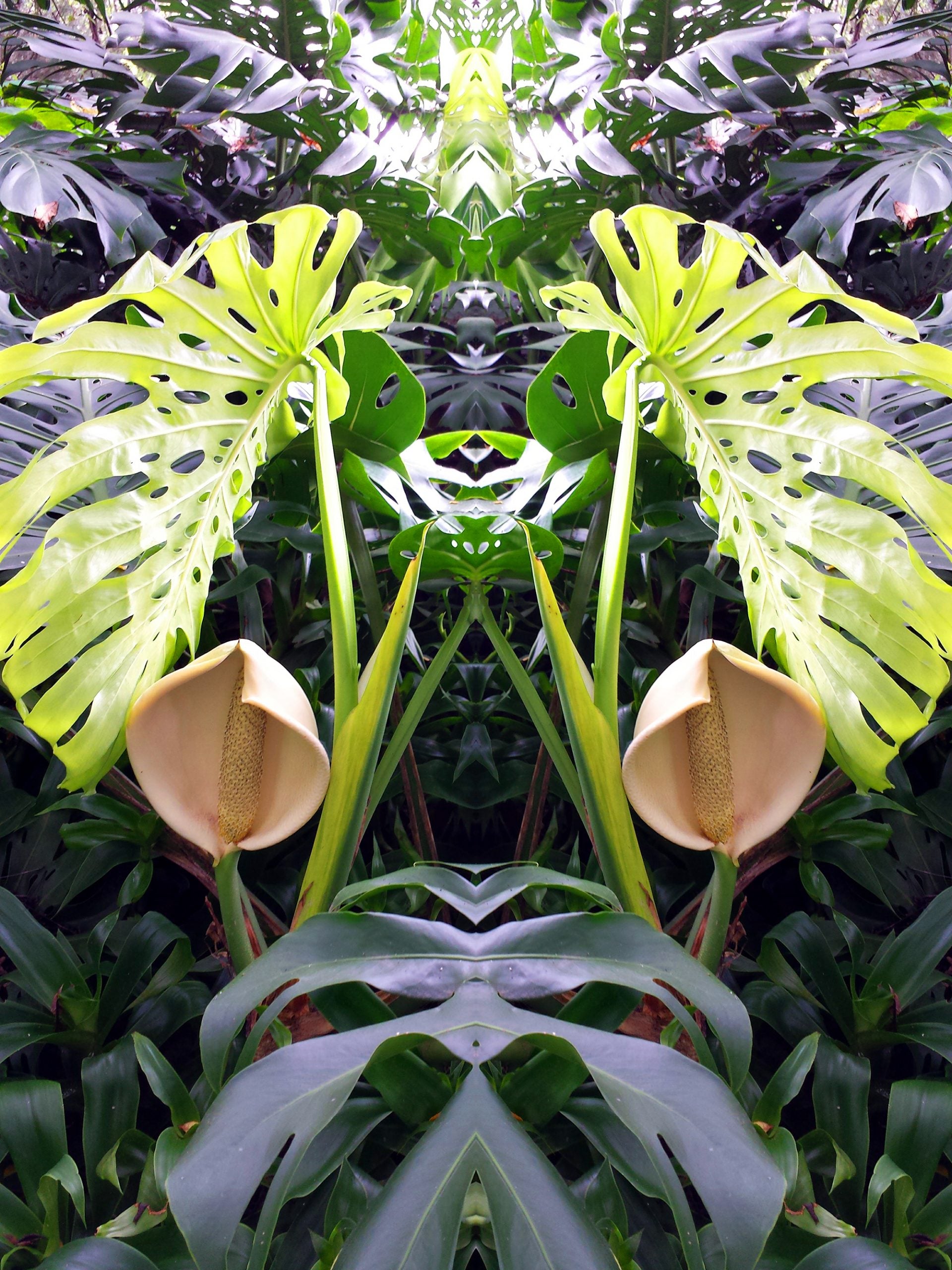 Philodendron Blumensamen zur Aussaat – Halbschatten verträglich – Traditionssorte & ohne Gentechnik Samen Hausgarten
