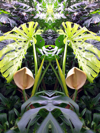 Philodendron Blumensamen zur Aussaat – Halbschatten verträglich – Traditionssorte & ohne Gentechnik Samen Hausgarten