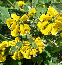 Gelb Jerusalem Sage Blumensamen zur Aussaat robust Sorte Traditionssorte & ohne Gentechnik Samen Hausgarten