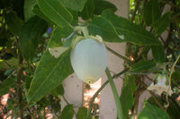 Araujia climbing blume samen for anpflanzung beauty