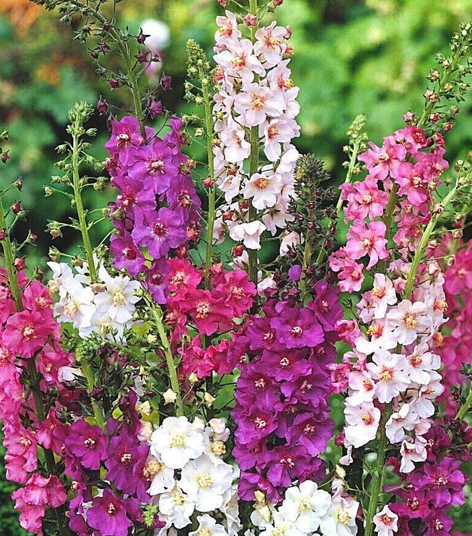 Rot, rosa, and lila phoeniceum blume blooms