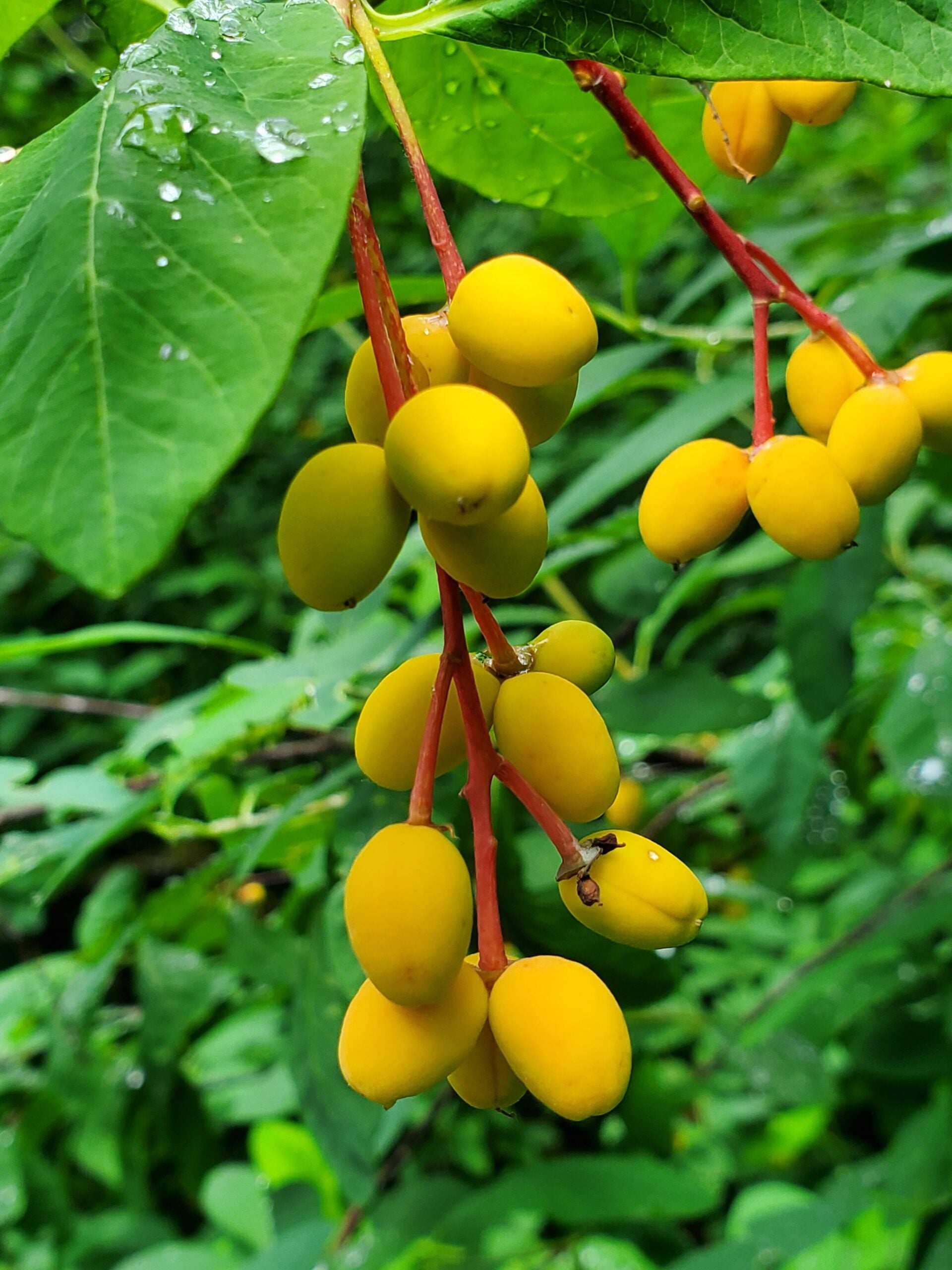 Indische-pflaume-Fruchtsamen für einfaches Anpflanzen