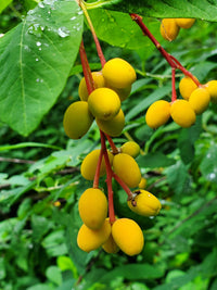Indische-pflaume-Fruchtsamen für einfaches Anpflanzen