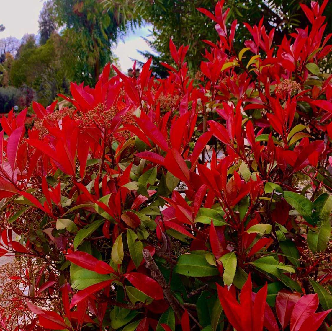 Rot photinia blume samen for anpflanzung - bright blooms, heirloom & gmo free samen for home garten
 
 sale samen for anpflanzung in home garten