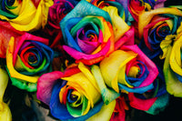 MultiColor Rose Blumensamen zur Aussaat hochwertige Qualitäts- Traditionssorte & ohne Gentechnik Samen Hausgarten