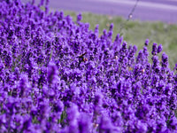 Lila mehrjährig Blumensamen zur Aussaat farbenfroh Schau Traditionssorte & ohne Gentechnik Samen Hausgarten