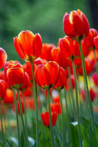 Tulpe Blumensamen zur Aussaat lang Blüte Saison Traditionssorte & ohne Gentechnik Samen Hausgarten