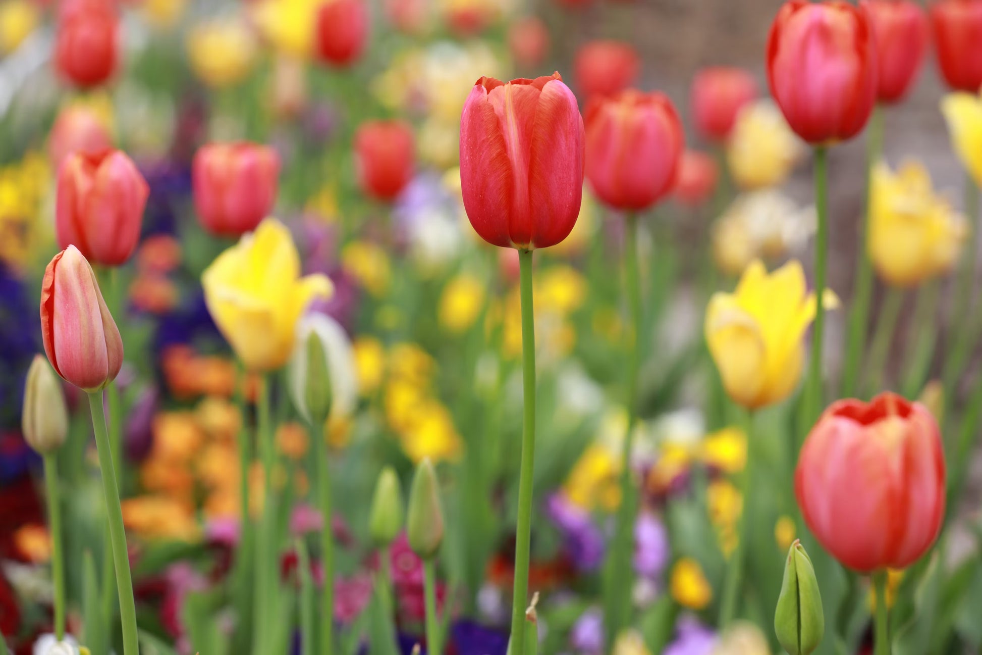 mehrfarbige Tulpe Samen zur Aussaat Essentials