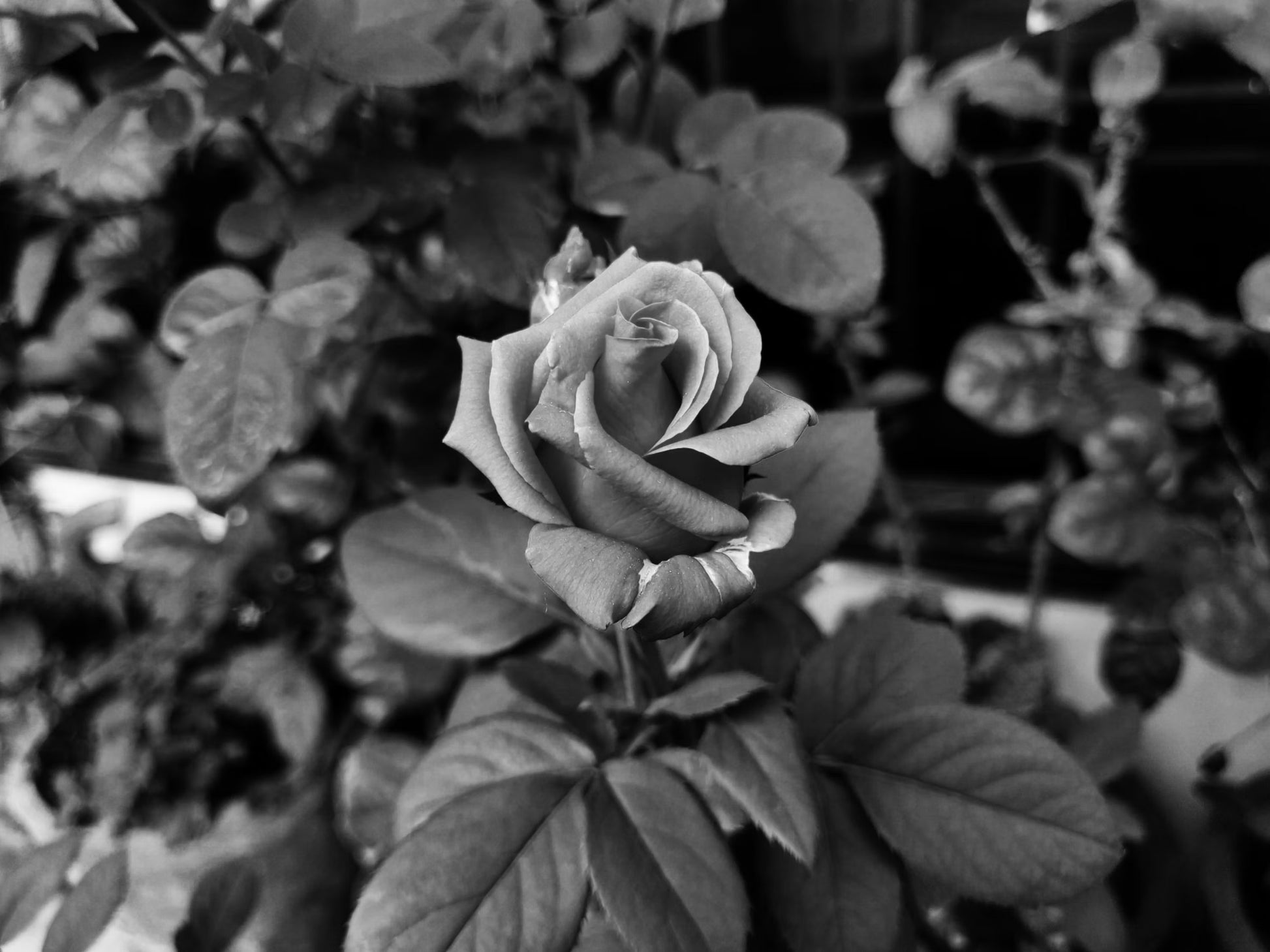 Grey Rose Blumensamen zur Aussaat Wildblume Mischung Traditionssorte & ohne Gentechnik Samen Hausgarten
