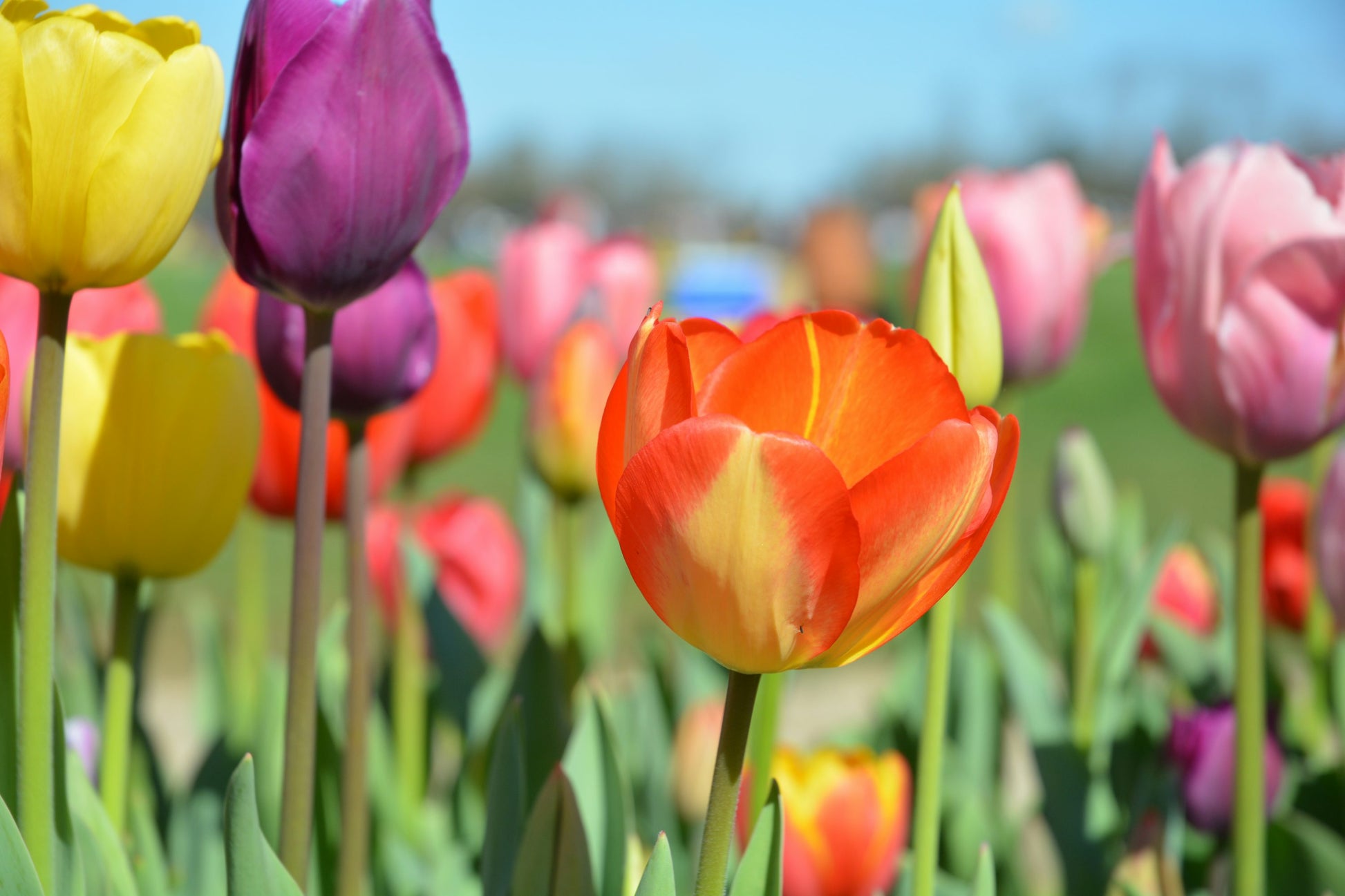 mehrfarbige Tulpe Blumensamen zur Aussaat – Schnitt Blume beliebt – Traditionssorte & ohne Gentechnik Samen Hausgarten