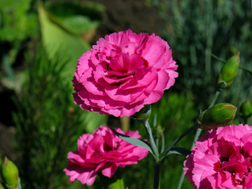 Carnation (carnation blume) samen for anpflanzung in home garten