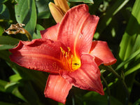 Rosa Weiß Hemerocallis Blumensamen zur Aussaat saisonal Dauerblüher Traditionssorte & ohne Gentechnik Samen Hausgarten